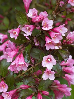Вейгела цветущая Foliis Purpureis (1 шт)