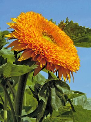 Подсолнечник однолетний Orange Sun, махровый (20 шт)