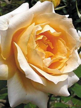 Троянда чайно-гібридна Casanova (1 шт)