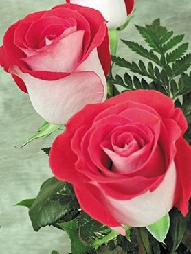 Троянди чайно-гібридна Latin Lady (1 шт)