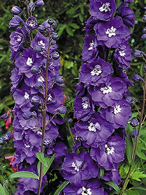 Дельфіній високий Новозеландські гібриди Purple Passion (3 шт)