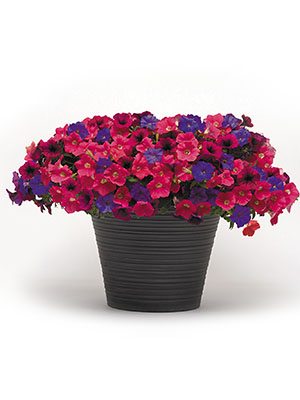 Миксес Firecracker (6 шт)