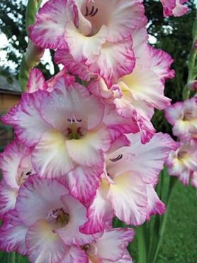 Гладіолус садовий Priscilla 12/14 (50 шт)