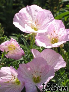 Энотера красивая Siskiyou Pink (1 шт)