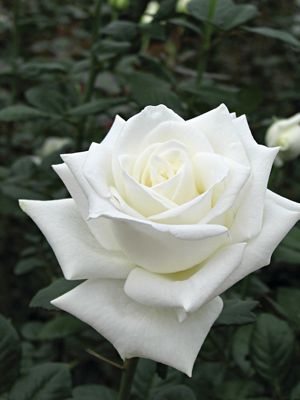 Троянди чайно-гібридна Anastasia (1 шт) - 1