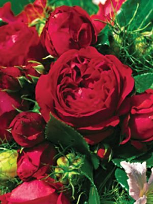 Роза шраб Red Eden Rose (1 шт) - 1