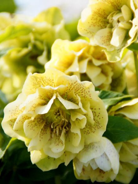 Чемерник східний махровий, жовтий із цятками (1 шт) - 1