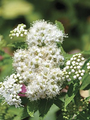 Таволга японська Albiflora