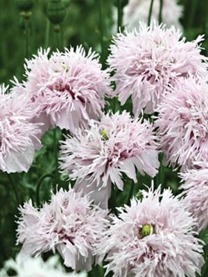 Мак пионоцветковый Lilac Pompom, сиреневый махровый (0,2 г)