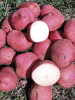 Картофель Кристина (1 кг) - 1