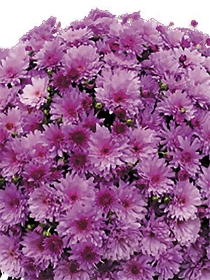 Хризантема мелкоцветковая низкорослая Bransound Purple (3 шт) - 1