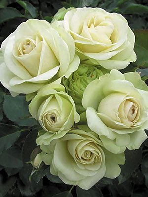 Троянда флорибунда Lovely Green (1 шт) - 1