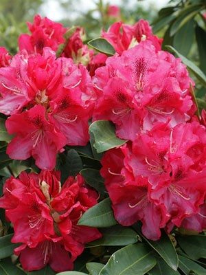 Рододендрон гібридний Wilgens Ruby (1 шт) - 1