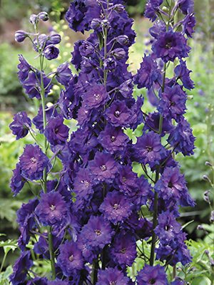 Дельфиниум Новозеландские гибриды Pagan Purple (5 шт) - 1