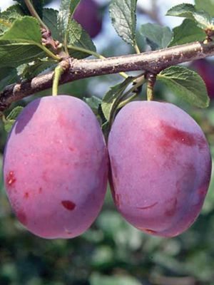 Слива Чачакська рання (1 шт) - 1