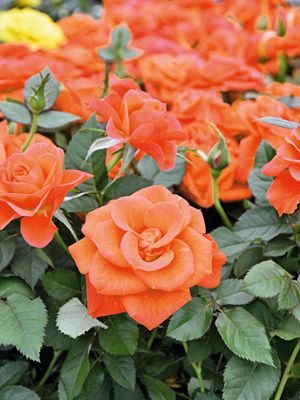 Роза горшечная Orange Star (1 шт)