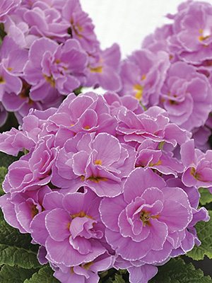 Первоцвіт звичайний (акауліс) Rubens Lavender Pink F1 - 1
