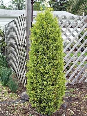 Можжевельник обыкновенный Gold Cone (1 шт)