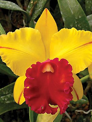 Брассолелиокаттлея Tainan Gold Golden Canary (1 шт)