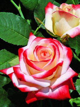 Троянда чайно-гібридна Imperatrice Farah (1 шт)