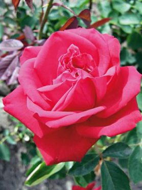 Троянда чайно-гібридна Sophia Loren (1 шт)