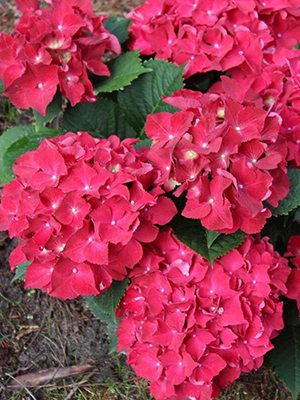 Гортензия крупнолистная Bright Red (1 шт)
