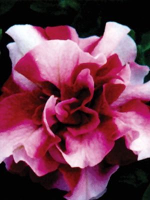 Петуния полуампельная Tumbelina Rosy Ripple (1 шт)