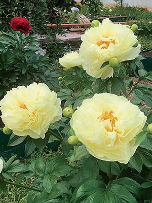 Пион молочноцветковый Lemon Chiffon (1 шт) - 1