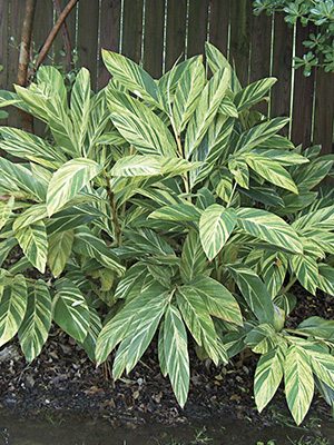 Альпінія звисаюча Variegated