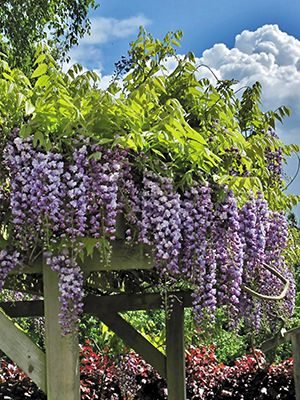 Гліцинія рясно Violacea Plena (1 шт) - 1