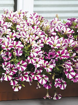 Петуния гибридная Peepy Purple (Р12) (1 шт) - 1