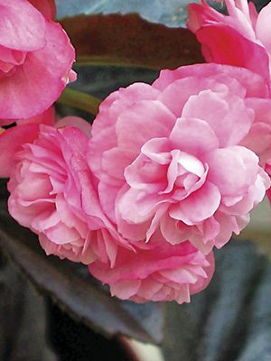Бегония вечноцветущая Champion Double Rose (3 шт)