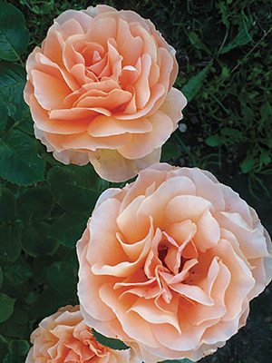 Троянди чайно-гібридна Garden Glory (1 шт) - 1