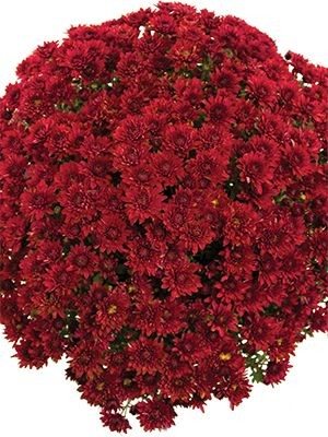 Хризантема дрібноквіткова низькоросла Branopal Red - 1