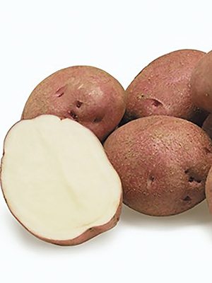 Картофель Рудольф (5 кг) - 1