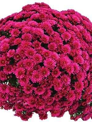 Хризантема мелкоцветковая низкорослая Brankiss (3 шт) - 1