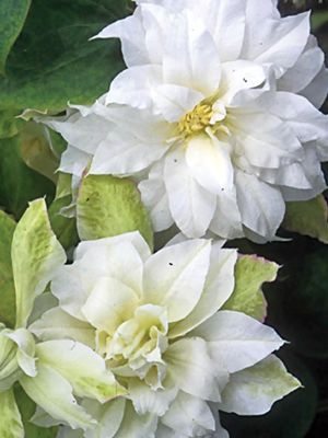 Клематис гібридний Duchess of Edinburgh (1 шт) - 1