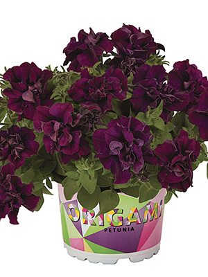 Петунія напівзвисаюча Origami Burgundy (3 шт) - 1