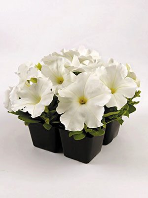 Петунія крупноквіткова Ez Rider White (10 шт)