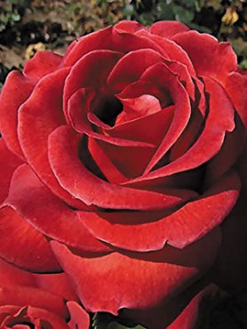 Роза чайно-гибридная Terracotta (1 шт)