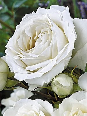 Роза чайно-гибридная White Symphonie (1 шт) - 1