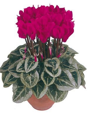 Цикламен Metis Magenta DecoraF1 (1 шт)