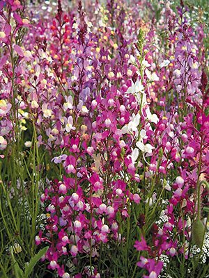 Льнянка марокканская Fairy Bouquet , смесь (0,02 г)