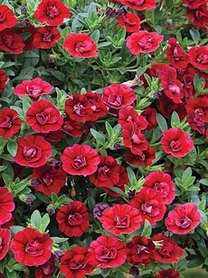 Калибрахоа Double Dark Red (1 шт)