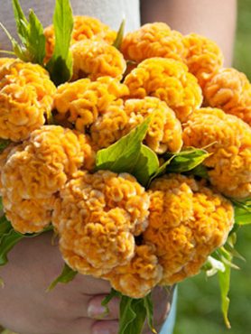 Целозия гребешковая, золотисто-желтая (15 шт)