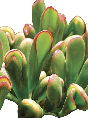 Товстолист яйцелистий Horntree Tricolor (1 шт)