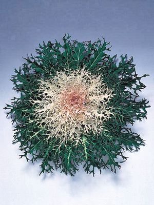 Капуста листяна Feather Leaved White Peacock F1 (10 шт) - 1