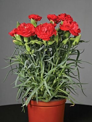 Гвоздика садовая Lillipot Scarlet (1 шт)