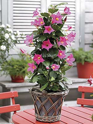 Дипладения Bloom Bells Pink (1 шт) - 1