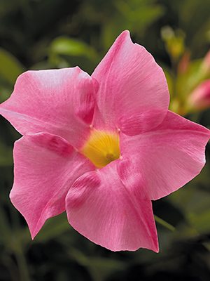 Діпладенія Rio Grande Pink (1 шт) - 1